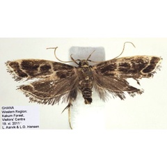 /filer/webapps/moths/media/images/K/kakumensis_Dragmatucha_HT_NHMO.jpg