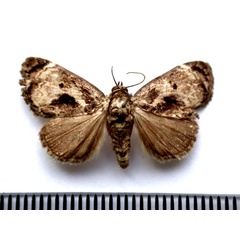 /filer/webapps/moths/media/images/L/lignosa_Petrinia_A_Revell_01.jpg