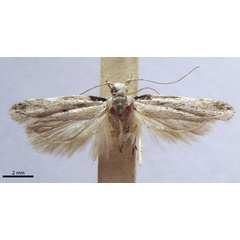/filer/webapps/moths/media/images/N/nigribasis_Leucophylla_HT_TMSA.jpg