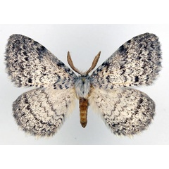 /filer/webapps/moths/media/images/P/pseudatomaria_Phiala_AM_Basquin.jpg