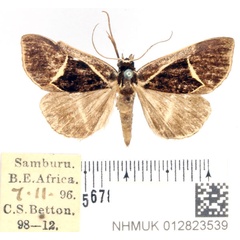 /filer/webapps/moths/media/images/P/pentagonalis_Parafodina_AM_BMNH_01.jpg