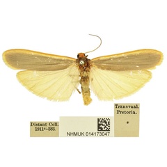 /filer/webapps/moths/media/images/T/transvaalensis_Birketsmithiola_AM_BMNH.jpg