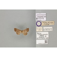 /filer/webapps/moths/media/images/M/monotretalis_Botys_LT_BMNHa.jpg