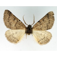 /filer/webapps/moths/media/images/P/perplexata_Aethiopodes_AM_TMSA.jpg