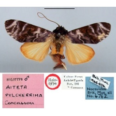 /filer/webapps/moths/media/images/P/pulcherrima_Aiteta_HT_BMNH.jpg