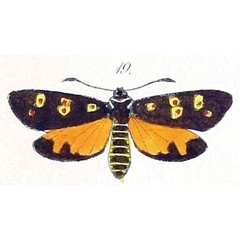 /filer/webapps/moths/media/images/O/ocellaris_Zygaena_HT_Felder_1874_82-19.jpg