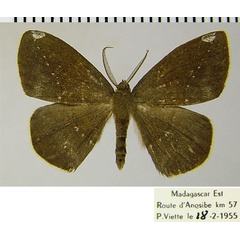 /filer/webapps/moths/media/images/P/pygmaea_Epigynopteryx_AM_ZSMa.jpg