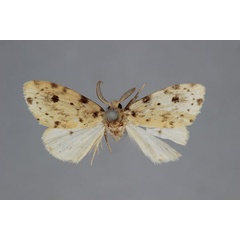 /filer/webapps/moths/media/images/P/punctata_Palaeosiccia_HT_BMNH.jpg