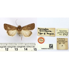 /filer/webapps/moths/media/images/F/furvilinea_Mamestra_HT_BMNH.jpg