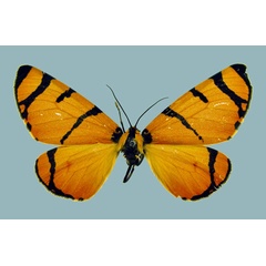 /filer/webapps/moths/media/images/A/apicisecta_Callioratis_A_Staude.jpg