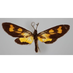 /filer/webapps/moths/media/images/A/altitudina_Maculonaclia_PT_BMNH.jpg