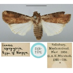 /filer/webapps/moths/media/images/E/epipyria_Euxoa_ST_BMNH.jpg