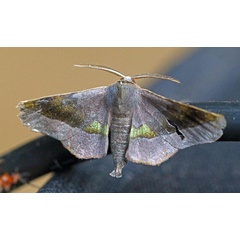 /filer/webapps/moths/media/images/P/percnopus_Euexia_A_Voaden.jpg