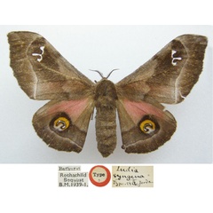 /filer/webapps/moths/media/images/S/syngena_Ludia_HT_NHMUKa.jpg