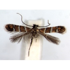 /filer/webapps/moths/media/images/H/hibiscola_Phyllonorycter_PT_RMCA.jpg