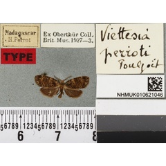 /filer/webapps/moths/media/images/P/perroti_Viettesia_HT_BMNHa.jpg