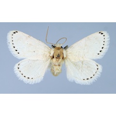 /filer/webapps/moths/media/images/L/lactea_Jordaniana_AF_TMSA.jpg