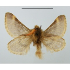 /filer/webapps/moths/media/images/R/ruficornis_Chondrostegoides_AM_TMSA.jpg