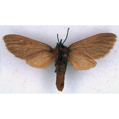 /filer/webapps/moths/media/images/R/rubribasa_Metarctia_HT_BMNH_02.jpg
