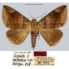 /filer/webapps/moths/media/images/M/malgassica_Caranilla_AT_MNHN.jpg