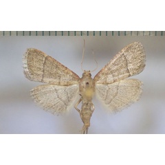 /filer/webapps/moths/media/images/N/nostralis_Hypsopygia_AF_Bippus_02.jpg