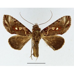 /filer/webapps/moths/media/images/G/gammaloba_Ctenoplusia_AM_Basquin_02.jpg