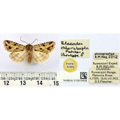/filer/webapps/moths/media/images/C/chlorobapta_Elaeodes_PT_BMNH.jpg