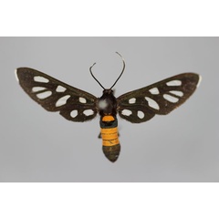 /filer/webapps/moths/media/images/C/creobota_Amata_A_BMNH.jpg