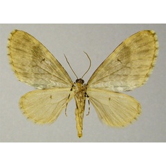 /filer/webapps/moths/media/images/E/ecrinita_Lobidiopteryx_AM_ZSMb.jpg