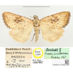 /filer/webapps/moths/media/images/H/hendersoni_Euxoa_PTF_BMNH.jpg