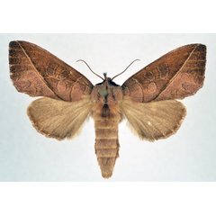 /filer/webapps/moths/media/images/H/heterogyna_Peratodonta_AF_NHMO.jpg