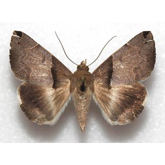 /filer/webapps/moths/media/images/S/sakaraha_Dysgonia_AF_MNHN.jpg