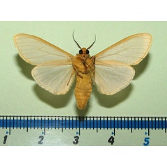 /filer/webapps/moths/media/images/M/mundata_Acantharctia_A_Goffb_01.jpg
