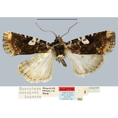 /filer/webapps/moths/media/images/M/mauricei_Euxootera_AT_MNHN.jpg
