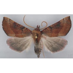 /filer/webapps/moths/media/images/A/altipaludis_Illa_AF_TMSA.jpg