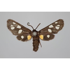 /filer/webapps/moths/media/images/A/atricornis_Amata_A_BMNH.jpg