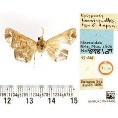 /filer/webapps/moths/media/images/L/leucotessellis_Episparis_HT_BMNH.jpg