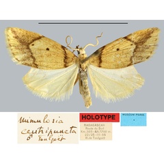 /filer/webapps/moths/media/images/C/centripuncta_Mimulosia_HT_MNHN.jpg