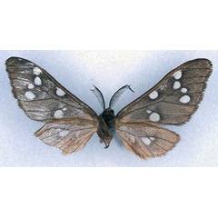 /filer/webapps/moths/media/images/E/erubescens_Pseudothyretes_HT_BMNH_02.jpg