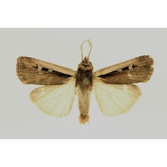 /filer/webapps/moths/media/images/L/leucogaster_Ochropleura_AM_RMCA_02.jpg