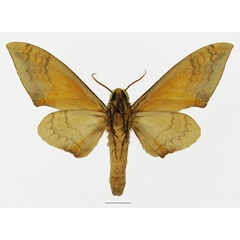 /filer/webapps/moths/media/images/O/occidentalis_Pseudoclanis_AM_Basquinb.jpg