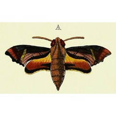 /filer/webapps/moths/media/images/P/pylas_Temnora_Cramer3_206_A.jpg