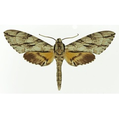 /filer/webapps/moths/media/images/M/meridionalis_Panogena_AM_Basquin.jpg