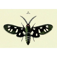 /filer/webapps/moths/media/images/M/minceus_Eutomis_Cramer4_347_A.jpg
