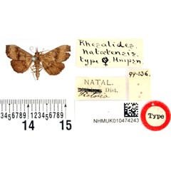 /filer/webapps/moths/media/images/N/natalensis_Rhesalides_STF_BMNH.jpg