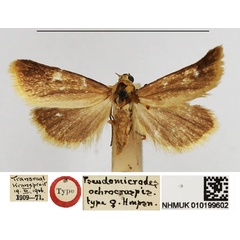 /filer/webapps/moths/media/images/O/ochrocraspis_Pseudomicrodes_HT_NHMUK.jpg