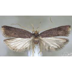 /filer/webapps/moths/media/images/B/batillana_Torodora_HT_BMNH.jpg