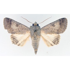 /filer/webapps/moths/media/images/M/muricolor_Pandesma_AF_TMSA_01.jpg