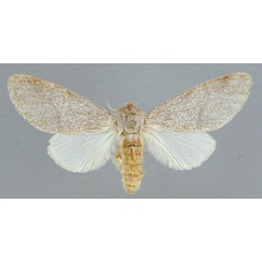 /filer/webapps/moths/media/images/S/septentrionalis_Epicerura_AT_RMCA.jpg