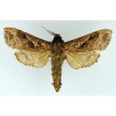 /filer/webapps/moths/media/images/K/kilimanjarensis_Oreocossus_AM_TMSA_01.jpg
